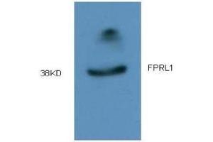 Western Blotting (WB) image for anti-Formyl Peptide Receptor 2 (FPR2) (AA 181-192) antibody (ABIN452644) (FPR2 抗体  (AA 181-192))