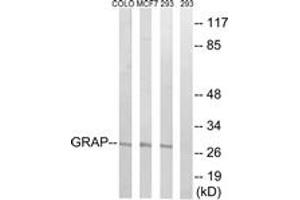 Western blot analysis of extracts from 293/MCF-7/COLO cells, using GRAP Antibody. (GRAP 抗体  (AA 1-50))