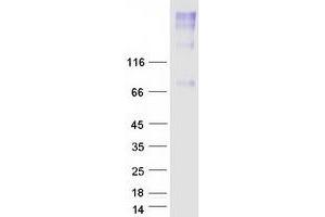 Western Blotting (WB) image for Solute Carrier Family 44, Member 4 (SLC44A4) protein (Myc-DYKDDDDK Tag) (ABIN2732350)