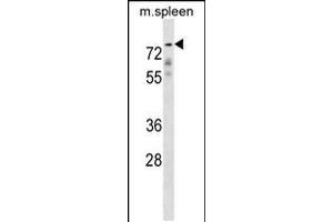 Western blot analysis in mouse spleen tissue lysates (35ug/lane). (GPC2 抗体  (N-Term))