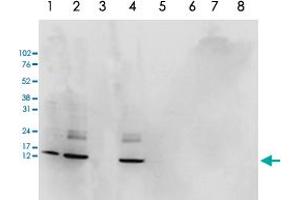 Western Blot analysis of (1) 25 ug whole cell extracts of Hela cells, (2) 15 ug histone extracts of Hela cells, (3) histone extracts after incubation of the antibody with 1 ug of the peptide used for immunisation of the rabbit, (4) histone extracts after incubation of the antibody with a peptide containing a sequence from the central part of the Histone H2AZ protein, (5) 1 ug of recombinant histone H2A, (6) 1 ug of recombinant histone H2B, (7) 1 ug of recombinant histone H3, (8) 1 ug of recombinant histone H4. (H2AFZ 抗体  (C-Term))