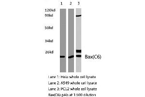 Western blot (WB) analysis of Bax antibody in extracts from Hela, A549 and PC12 cells. (LGALS7 抗体)