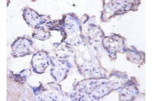 Immunohistochemistry of paraffin-embedded human placenta tissue using ABIN7157820 at dilution of 1:100 (MFGE8 抗体  (AA 25-334))