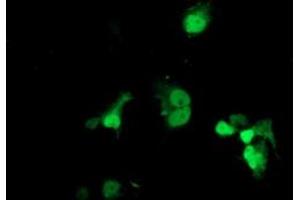 Anti-LSM1 mouse monoclonal antibody (ABIN2454726) immunofluorescent staining of COS7 cells transiently transfected by pCMV6-ENTRY LSM1 (RC200288). (LSM1 抗体  (AA 1-133))