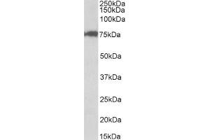 Western Blotting (WB) image for anti-Cleavage Stimulation Factor, 3' Pre-RNA, Subunit 3, 77kDa (CSTF3) (Internal Region) antibody (ABIN1590040)