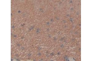 IHC-P analysis of Rat Tissue, with DAB staining. (FGF10 抗体  (AA 37-215))