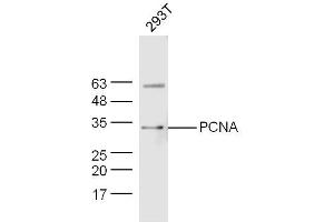 293T lysates probed with PCNA Polyclonal Antibody, Unconjugated  at 1:300 dilution and 4˚C overnight incubation.