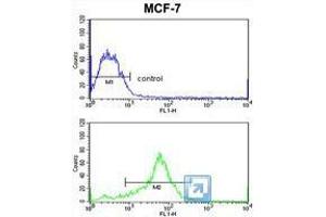 TIMP3 Antibody (Center) flow cytometric analysis of MCF-7 cells (bottom histogram) compared to a negative control cell (top histogram). (TIMP3 抗体  (Middle Region))
