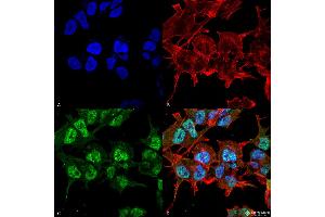 Immunofluorescence (fixed cells) (IF/ICC) image for anti-gamma-aminobutyric Acid (GABA) A Receptor, alpha 1 (GABRA1) (AA 350-385) antibody (Atto 594) (ABIN2485721)