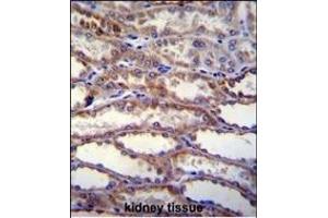 SHISA3 Antibody (C-term) (ABIN655742 and ABIN2845188) immunohistochemistry analysis in formalin fixed and paraffin embedded human kidney tissue followed by peroxidase conjugation of the secondary antibody and DAB staining.