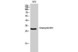 Western Blotting (WB) image for anti-Granzyme B/H (N-Term) antibody (ABIN3175409) (Granzyme B/H (N-Term) 抗体)