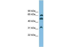 WB Suggested Anti-WDR1 Antibody Titration:  0. (WDR1 抗体  (N-Term))