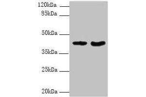 Western blot All lanes: DMKN antibody at 6 μg/mL Lane 1: Mouse kidney tissue Lane 2: Mouse liver tissue Secondary Goat polyclonal to rabbit IgG at 1/10000 dilution Predicted band size: 48, 16, 37, 46, 39, 42, 36, 21, 19, 17, 15, 10, 47 kDa Observed band size: 42 kDa (Dermokine 抗体  (AA 1-137))