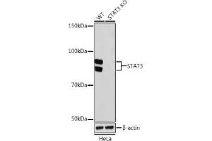 Western Blotting (WB) image for anti-Signal Transducer and Activator of Transcription 3 (Acute-Phase Response Factor) (STAT3) antibody (ABIN7270305)