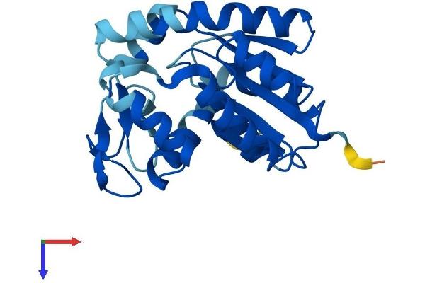 AK4 Protein (AA 1-223) (His tag)