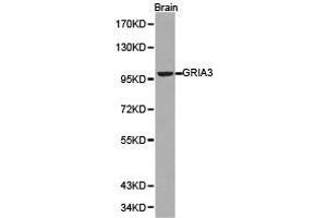 Western blot analysis of brian cell lysate using GRIA3 antibody. (Glutamate Receptor 3 抗体)