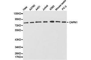 Western Blotting (WB) image for anti-Calpain 1, Large Subunit (CAPNL1) antibody (ABIN1871429) (CAPNL1 抗体)
