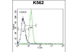 Flow cytometric analysis of K562 cells (right histogram) compared to a negative control cell (left histogram). (PTPN20A 抗体  (AA 178-207))