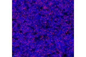 Immunofluorescence of paraffin embedded rat thymus using Lat (ABIN7074502) at dilution of 1: 2100 (400x lens)
