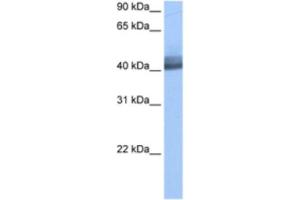 Western Blotting (WB) image for anti-RNA Binding Motif Protein 4 (RBM4) antibody (ABIN2462133) (RBM4 抗体)