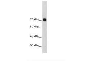Image no. 2 for anti-General Transcription Factor II I Repeat Domain-Containing 1 (GTF2IRD1) (AA 873-922) antibody (ABIN203344)