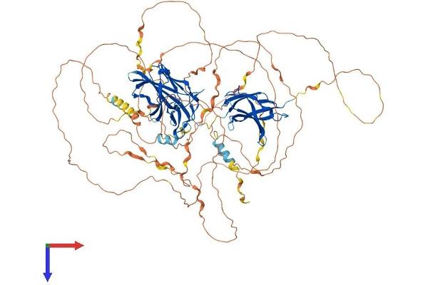 NFATC4 Protein (AA 1-901) (His tag)