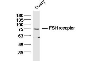 Mouse ovary lysates probed with FSH Receptor Polyclonal Antibody  at 1:300 overnight at 4°C followed by a conjugated secondary antibody for 60 minutes at 37°C. (FSHR 抗体  (AA 21-100))