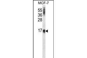 LY6E Antibody (Center) (ABIN657739 and ABIN2846723) western blot analysis in MCF-7 cell line lysates (35 μg/lane). (LY6E 抗体  (AA 41-70))