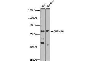 Western blot analysis of extracts of various cell lines, using CHRNA6 antibody (ABIN6293955) at 1:1000 dilution. (CHRNA6 抗体)