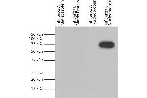 Recombinant influenza proteins were resolved by electrophoresis, transferred to PVDF membrane, and probed with Mouse Anti-Influenza B, Nucleoprotein-HRP.