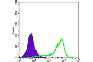 FC analysis of K562 cells using CRTC1 antibody (green) and negative control (purple). (CRTC1 抗体)