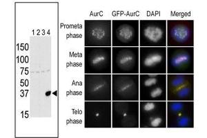 The anti-Aurora C Pab f is used in Western blot to detect Aurora C in lysates of 293 cells expressing Flag tag (lane 1), Flag-tagged Aurora A (lane 2), Flag-tagged Aurora B (lane 3) or Flag-tagged Aurora C (lane 4). (Aurora Kinase C 抗体  (N-Term))