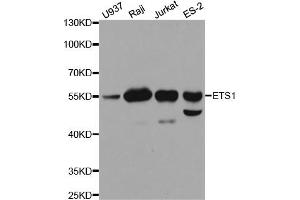 Western blot analysis of extracts of various cell lines, using ETS1 antibody. (ETS1 抗体)