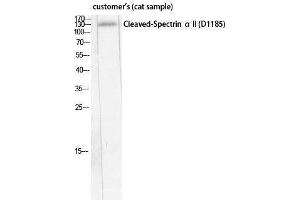 Western Blotting (WB) image for anti-Spectrin alpha Chain, Brain (SPTAN1) (Asp1185), (cleaved) antibody (ABIN3172783) (SPTAN1 抗体  (Asp1185, cleaved))