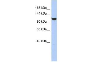 WB Suggested Anti-TMEM63C Antibody Titration:  0. (TMEM63C 抗体  (Middle Region))