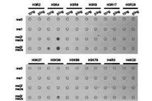 Dot-blot analysis of all sorts of methylation peptides using H3K4me3 antibody.