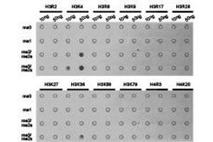 Dot-blot analysis of all sorts of methylation peptides using H3K4me3 antibody. (Histone 3 抗体  (H3K4me3))