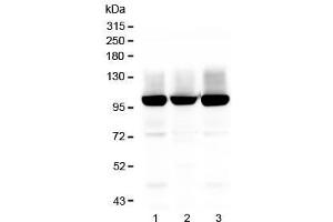 Western Blotting (WB) image for anti-Glutamate Receptor, Ionotropic, AMPA 2 (GRIA2) (AA 25-360) antibody (ABIN3031067)