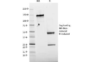 SDS-PAGE Analysis Purified Phospho c-Jun Mouse Monoclonal Antibody (C-J 4C4/1). (C-JUN 抗体)