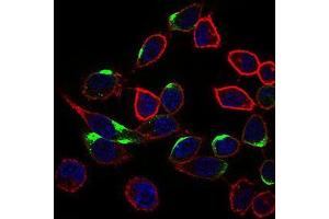 Immunofluorescence analysis of HepG2 cells using NRCAM mouse mAb (green). (NrCAM 抗体  (AA 1192-1255))