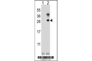 Western blot analysis of KLK7 using rabbit polyclonal KLK7 Antibody (S172) using 293 cell lysates (2 ug/lane) either nontransfected (Lane 1) or transiently transfected (Lane 2) with the KLK7 gene.
