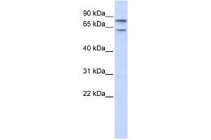 WB Suggested Anti-KCNQ1 Antibody Titration:  0. (KCNQ1 抗体  (N-Term))