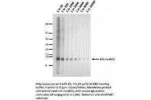 Image no. 1 for anti-Histone H4 (3meLys20) antibody (ABIN1042606) (Histone H4 抗体  (3meLys20))