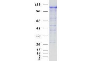 PCDH7 Protein (Transcript Variant C) (Myc-DYKDDDDK Tag)