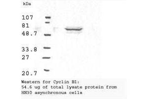 Image no. 2 for anti-Cyclin B1 (CCNB1) antibody (ABIN599627) (Cyclin B1 抗体)