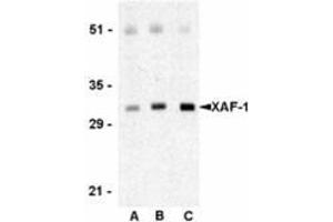 Western blot analysis of XAF-1 in human spleen lysate with this product at 0. (XAF1 抗体  (C-Term))