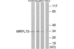 Western Blotting (WB) image for anti-Mitochondrial Ribosomal Protein L15 (MRPL15) (Internal Region) antibody (ABIN1850548) (MRPL15 抗体  (Internal Region))