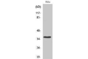Western Blotting (WB) image for anti-Budding Uninhibited By Benzimidazoles 3 Homolog (Yeast) (BUB3) (C-Term) antibody (ABIN3183572) (BUB3 抗体  (C-Term))