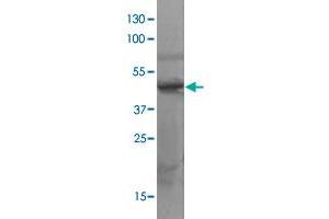 The whole cell lysate derived from neuron stem cell (NE-4C) was immunoblotted by SOX3 polyclonal antibody  at 1 : 500.