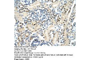 Rabbit Anti-DAZAP1 Antibody  Paraffin Embedded Tissue: Human Kidney Cellular Data: Epithelial cells of renal tubule Antibody Concentration: 4. (DAZAP1 抗体  (C-Term))